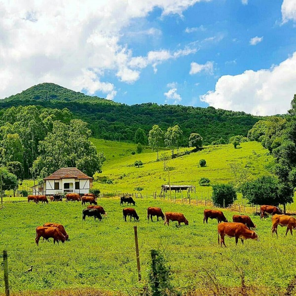 Fazendade gado na India